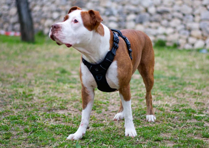 NOA-dog-harness