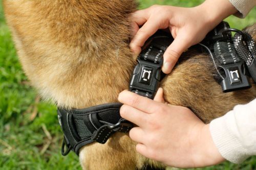 dog-harness-instructions1