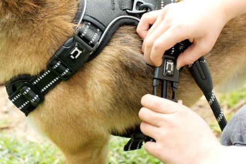 dog-harness-instructions2