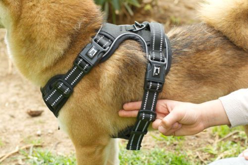 dog-harness-instructions3