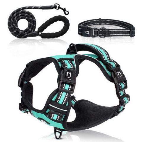 dog-harness-set-aqua-green