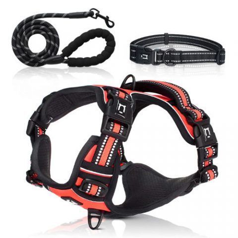 dog-harness-set-living-coral